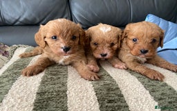 Cavapoo dogs for sale: 3 Gorgeous Cavapoo puppies - Image 6