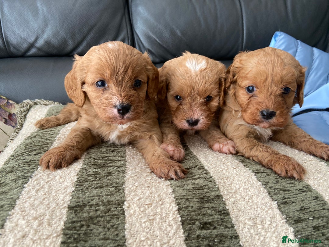Cavapoo dogs for sale: 3 Gorgeous Cavapoo puppies - Image 6