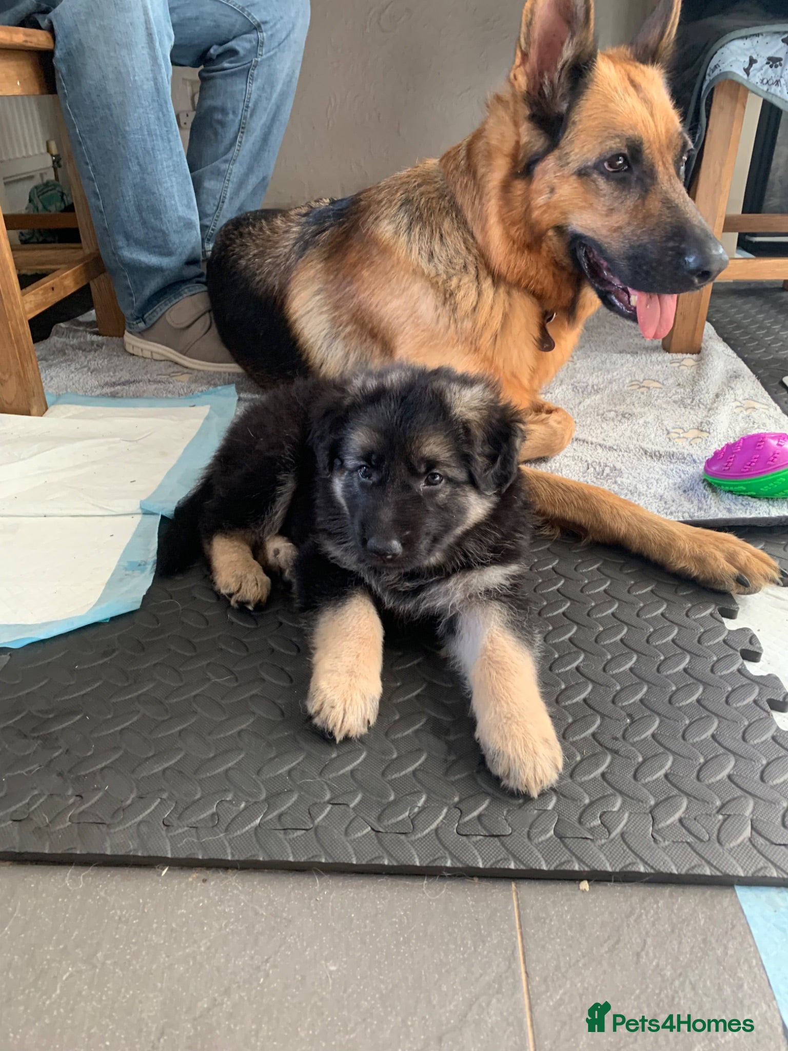 German Shepherd dogs Quality Straight Backed German Shepherd Puppies - Advert 8