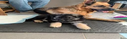 German Shepherd dogs for sale: Quality Straight Backed German Shepherd Puppies - Advert 6