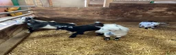 Goats livestock for sale: Pygmy kids for sale. Females and castrated males  - Advert 5