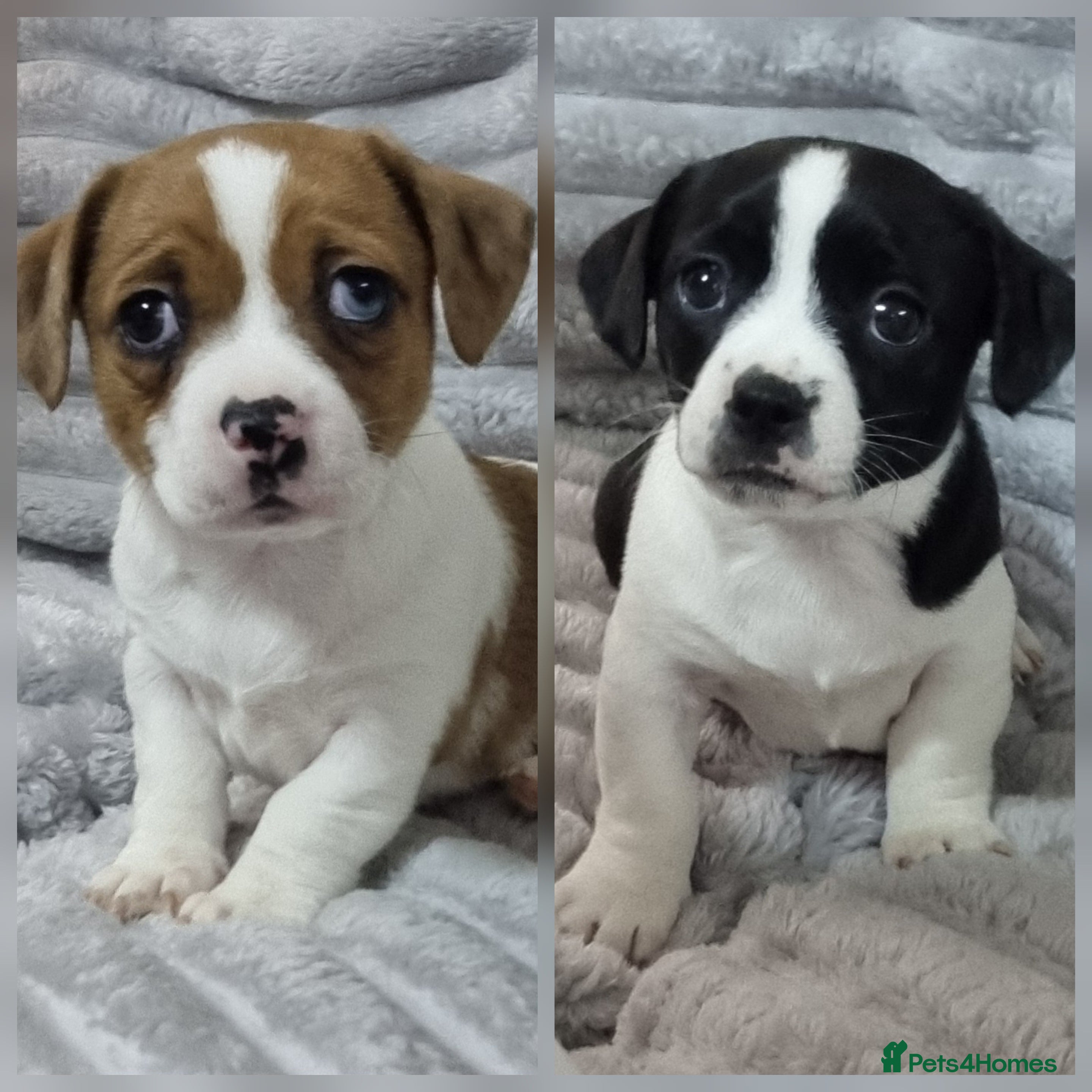 Jack Russell dogs Jack Russell Pups - just two left! - Advert 4