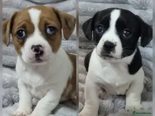 Jack Russell dogs Jack Russell Pups - just two left! - Advert 4