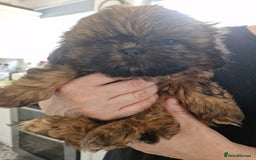 Shih Tzu dogs for sale: 2 little girls left - Image 6