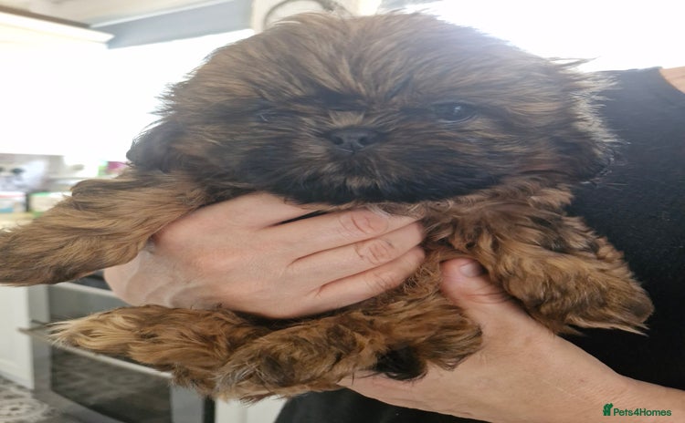 Shih Tzu dogs - Advert 1
