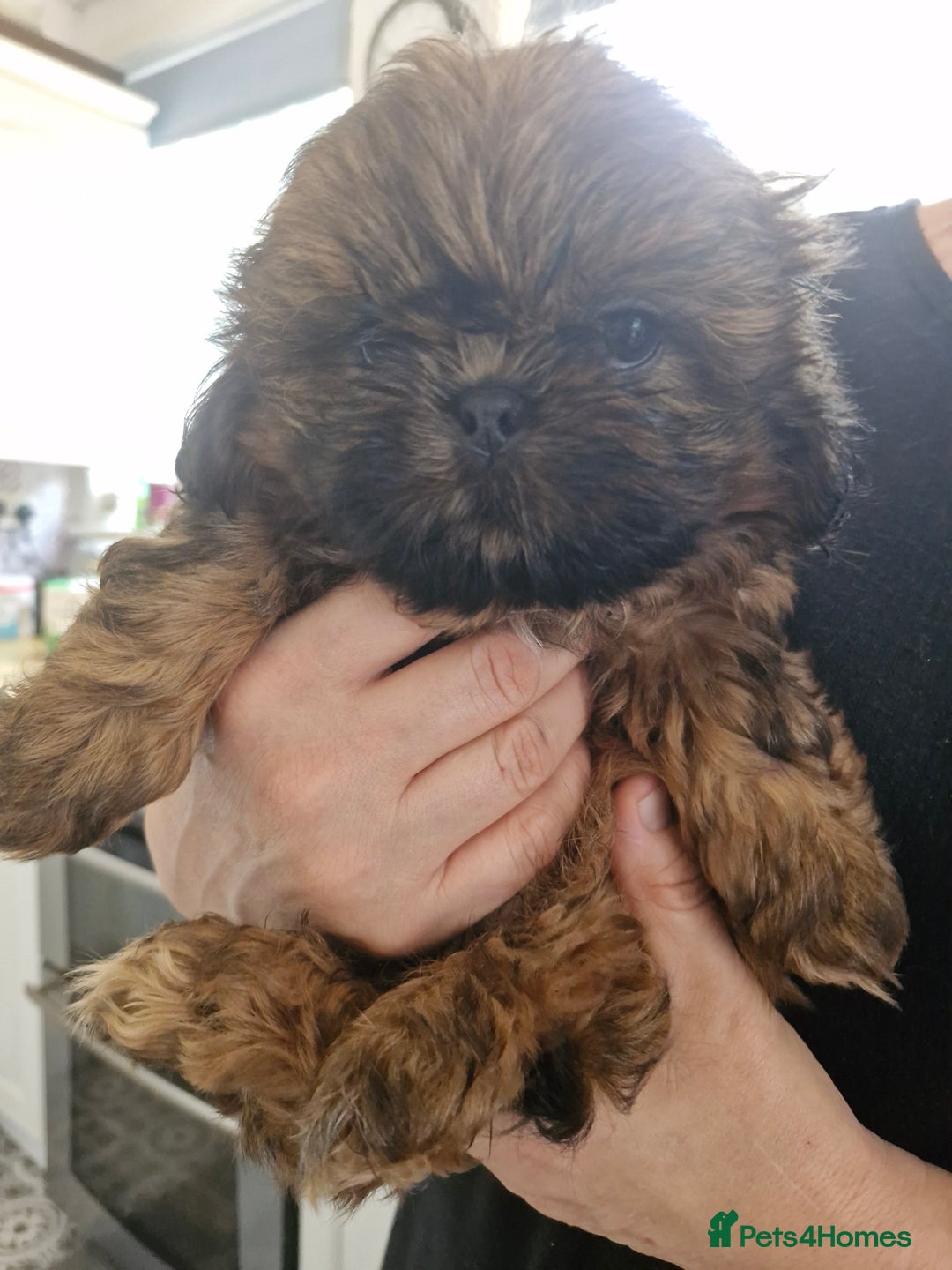 Shih Tzu dogs for sale: 2 little girls left - Image 6