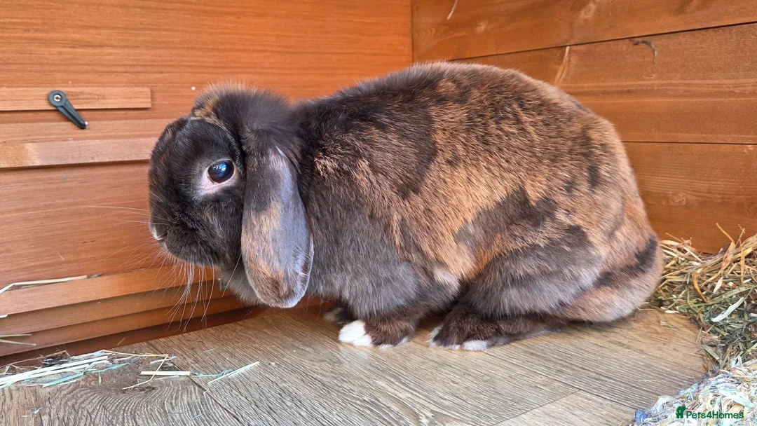 Mini Lop rabbits for sale: Brindle mini lop female  in Stowmarket - Advert 2
