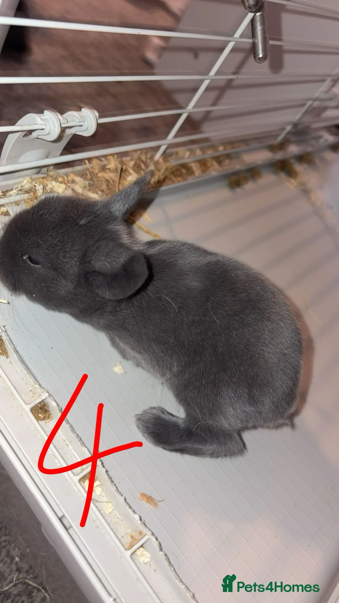 Mini Lop rabbits for sale: 4 pure breed mini lop - Advert 10