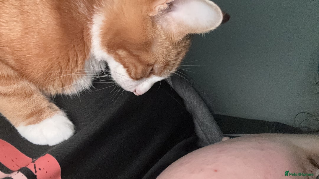 Mixed Breed cats for sale: Marla ginger cat  - Advert 6