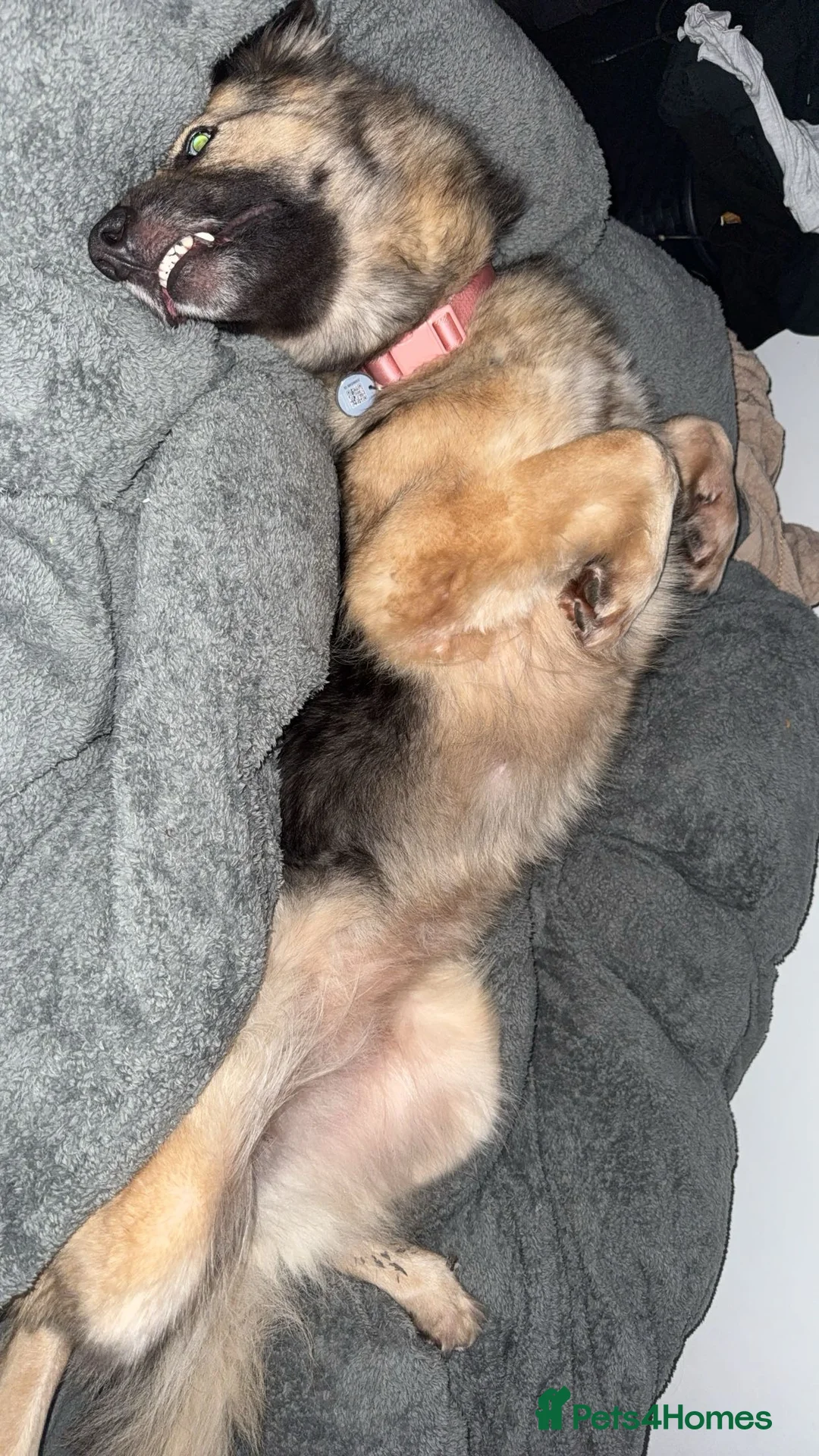 German Shepherd dogs for sale: German Shepherd  in Wakefield - Advert 2