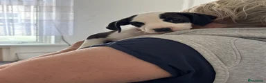 yellow collar 