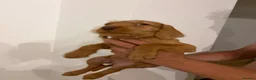 Hungarian Vizsla dogs for sale: Wirehaired Hungarian Vizsla - Advert 4