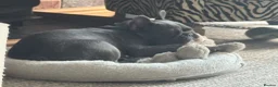 French Bulldog dogs for stud: French Bulldog for Stud in Swadlincote - Advert 12