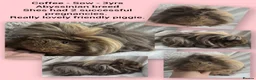 Guinea Pig rodents for sale: Extremely well-bonded trio - Advert 3