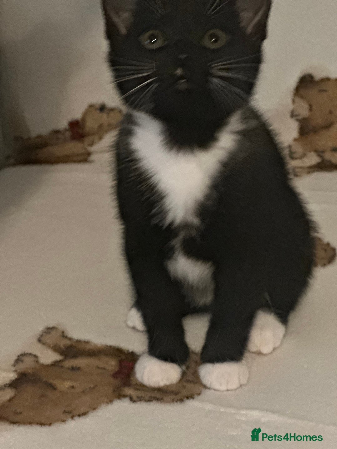 Domestic Shorthair cats for sale: Kittens are looking for family  - Image 6