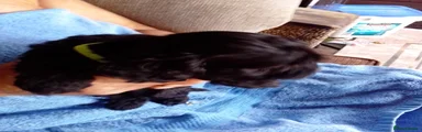 Cockapoo 4