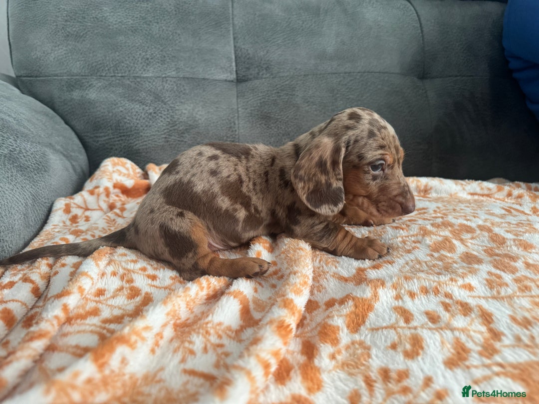 Miniature Dachshund dogs for sale: Male miniature Dachshund  - Advert 12