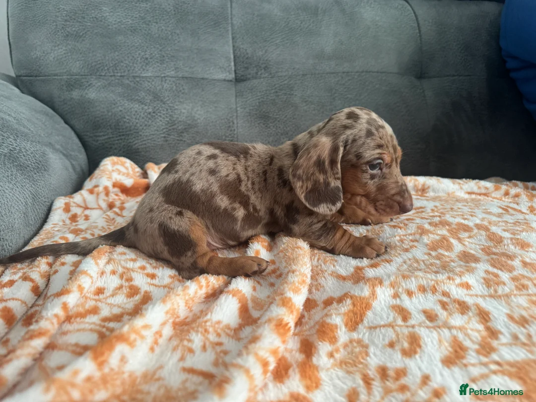 Miniature Dachshund dogs for sale: Male miniature Dachshund  - Advert 10