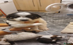 Border Collie dogs for sale: My babies  - Image 28