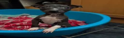 Italian Greyhound dogs for sale: Italian Greyhound puppies ready to leave  - Advert 8