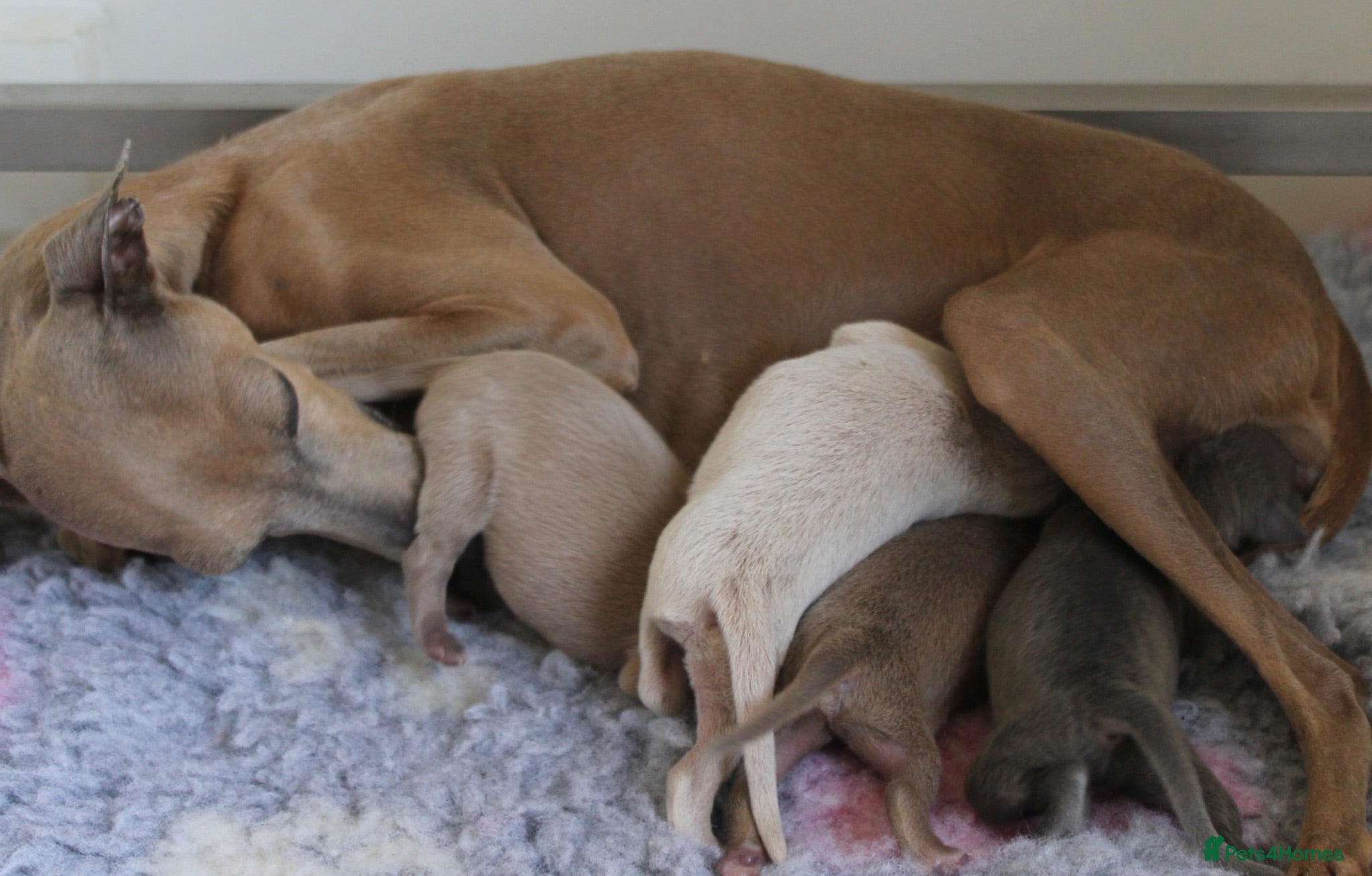 Italian Greyhound dogs Italian Greyhound Puppies. 5* Licensed Breeder - Advert 5