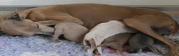 Italian Greyhound dogs for sale: Italian Greyhound Puppies. 5* Licensed Breeder - Advert 1