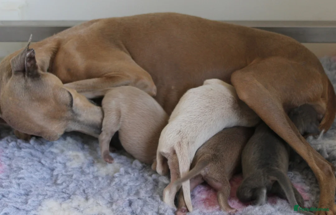 Italian Greyhound dogs for sale: Italian Greyhound Puppies. 5* Licensed Breeder - Advert 1