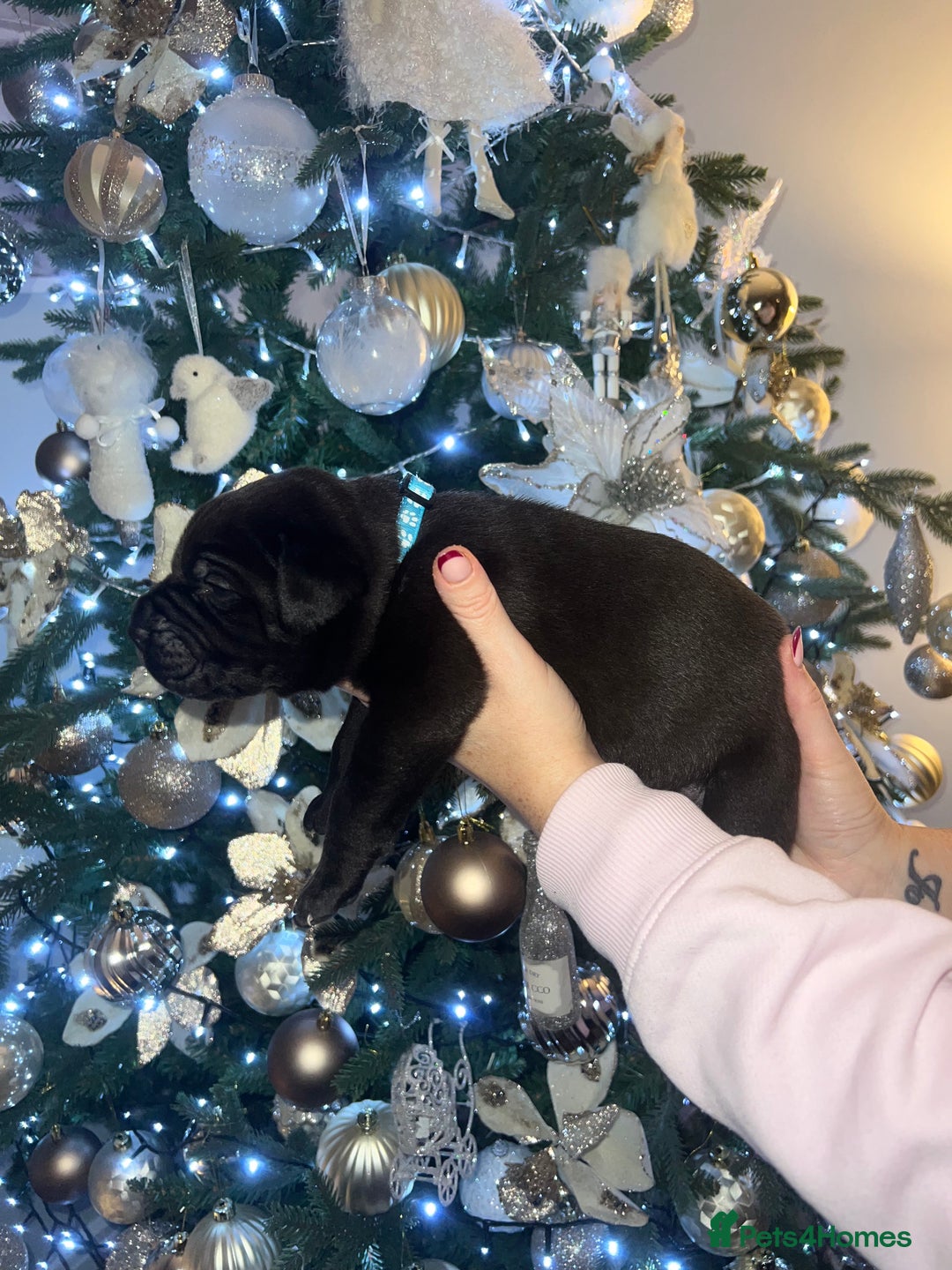 Cane Corso dogs for sale: Chunky cane corso boy pups - Advert 6