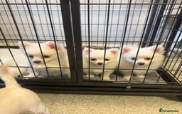 Pomchi dogs for sale: Beautiful Fluffy Pomchi Last Boy - Image 36