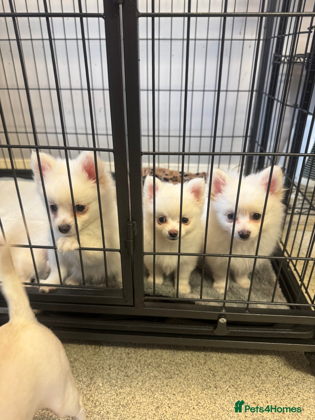 Pomchi dogs for sale: Beautiful Fluffy Pomchi Last Boy - Image 36