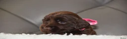 Cocker Spaniel dogs for sale: Kc Reg Show Type Cocker Spaniel  Health Tested - Advert 14