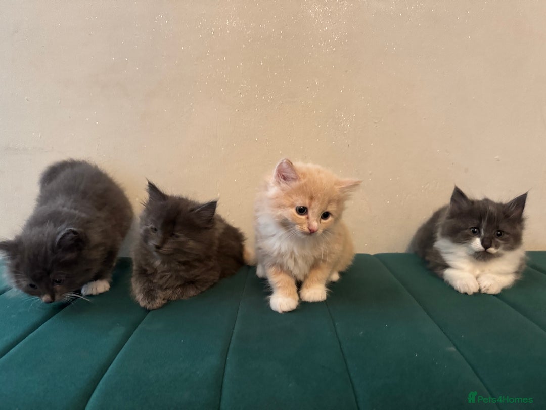 Ragdoll cats for sale: Beautiful ragdolls for sale  - Image 13