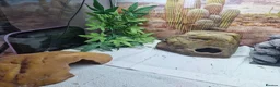 Leopard Gecko reptiles for sale: Beautiful leopard gecko ( with full set up) - Advert 9