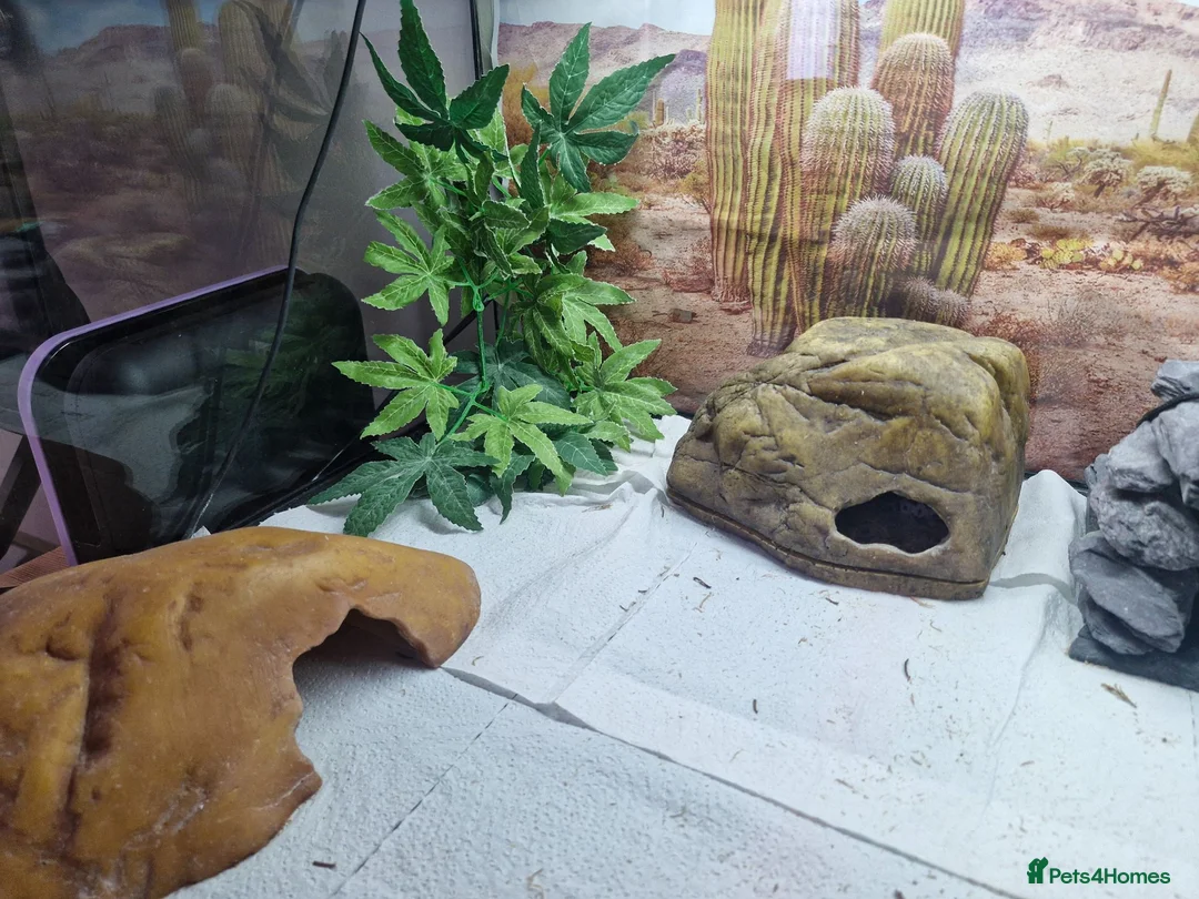 Leopard Gecko reptiles for sale: Beautiful leopard gecko ( with full set up) - Advert 9