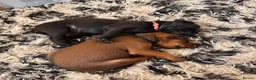 Mixed Breed dogs for sale: Irish setter cross Doberman puppies - Advert 16