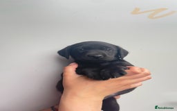 Labrador Retriever dogs for sale: Labrador retriever pups KC Registered - Image 9