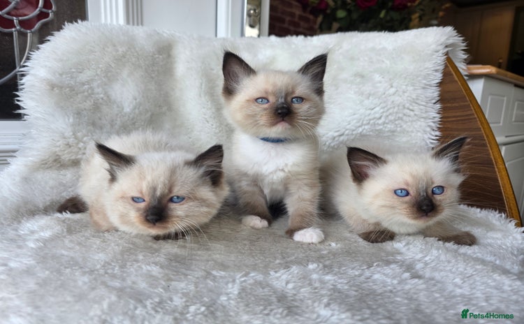 Ragdoll cats - Advert 9