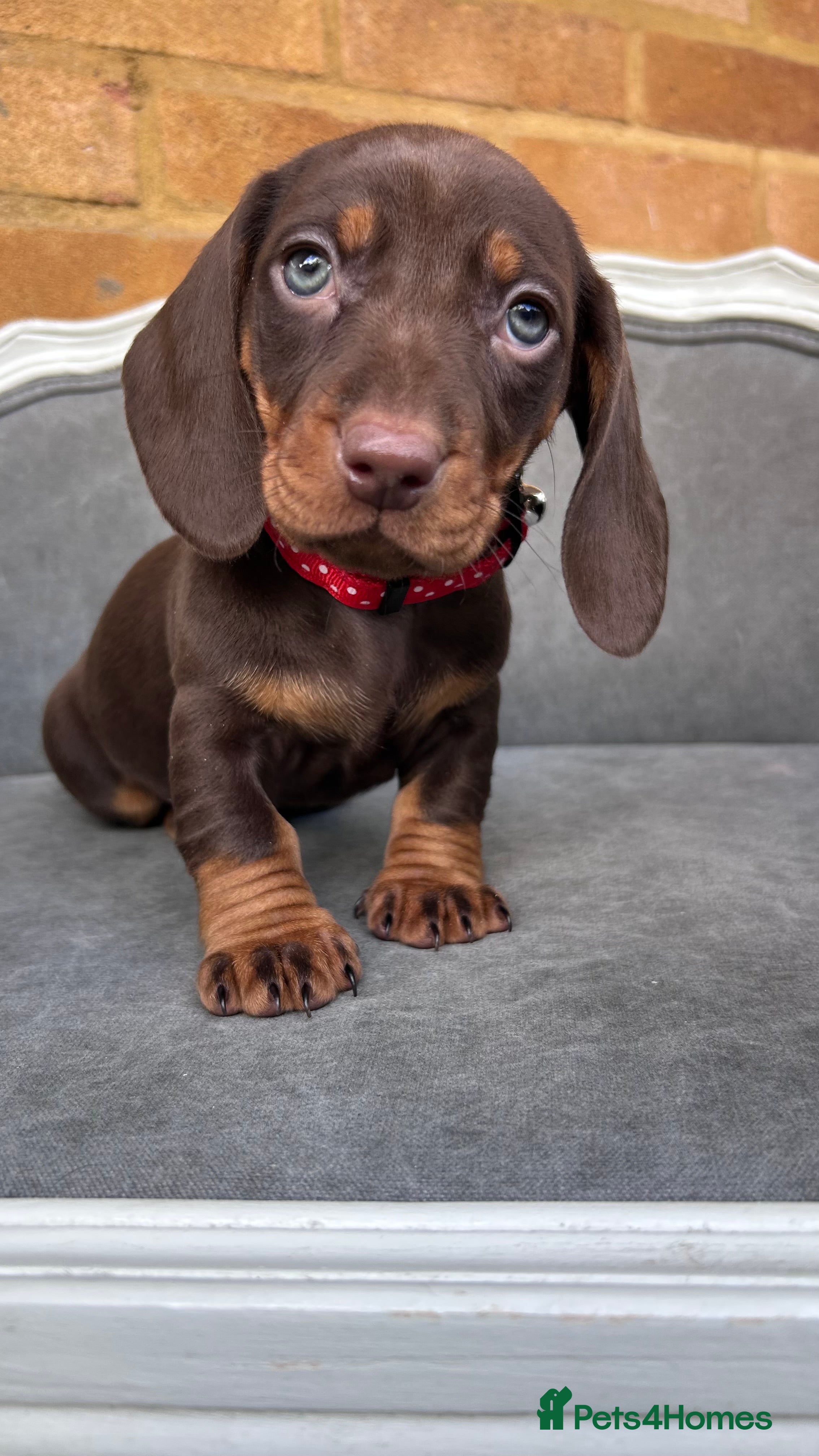 Dachshund dogs Standard dachshund puppies  - Advert 1