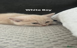 Mixed Breed cats for sale: 3 Cream Mixed Shorthairs - Image 10