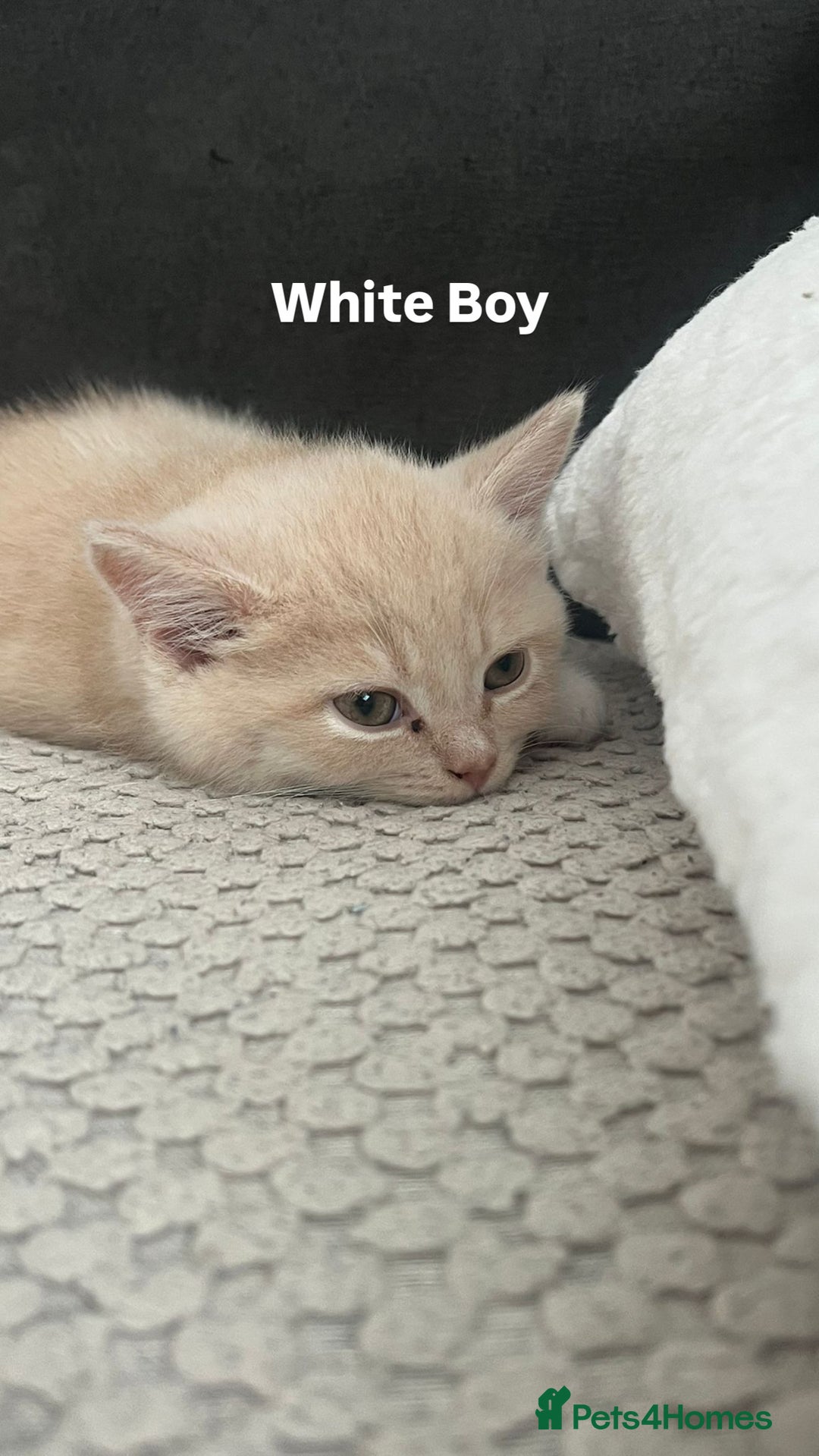 Mixed Breed cats for sale: 3 Cream Mixed Shorthairs - Image 10