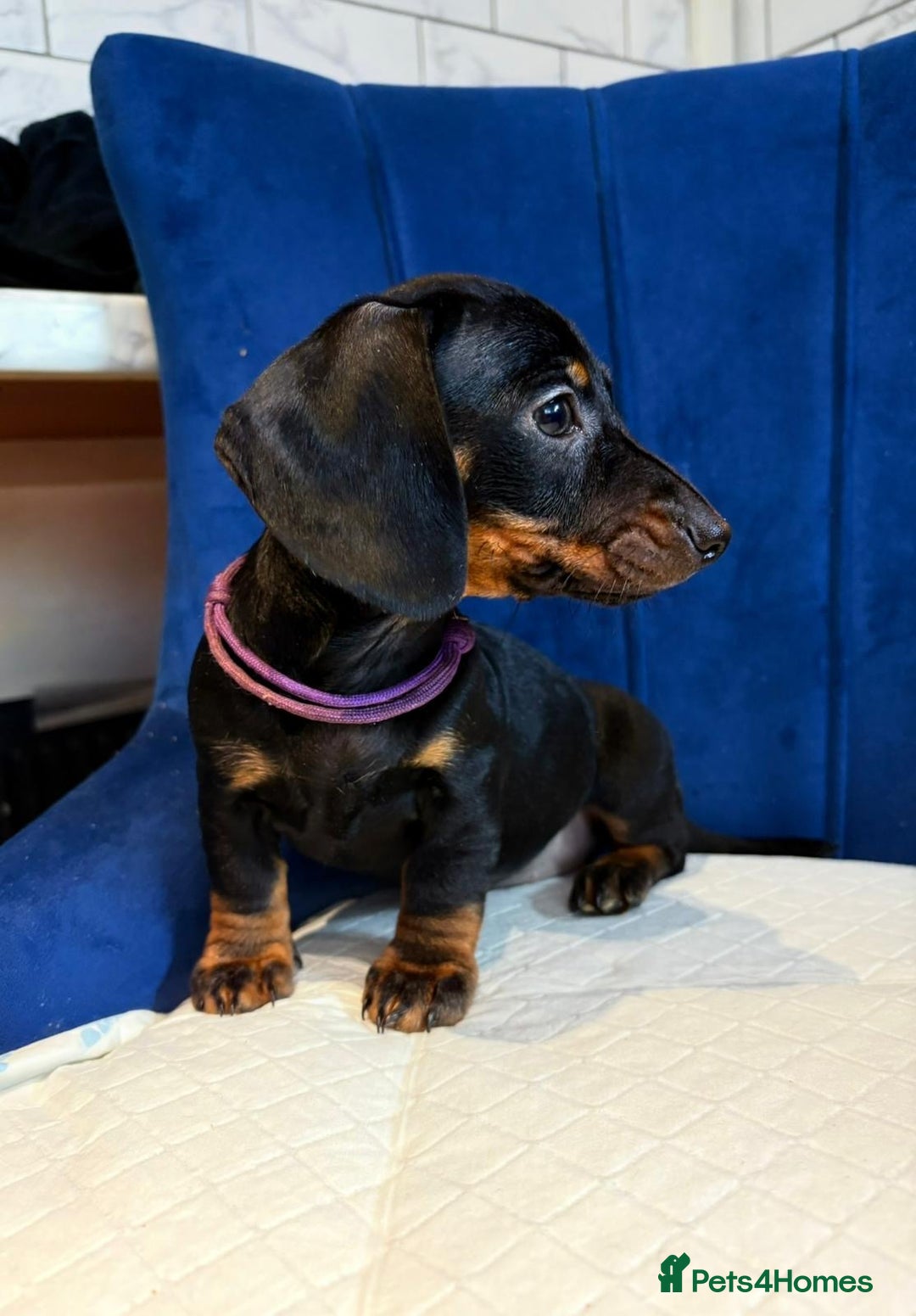 Miniature Dachshund dogs for sale: Miniature Dachshunds  - Advert 4
