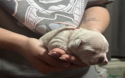 French Bulldog dogs for sale: 2 Stunning French Bulldogs  - Advert 4