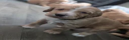 Cocker Spaniel dogs for sale: Working cocker spaniels in Barnsley - Advert 11