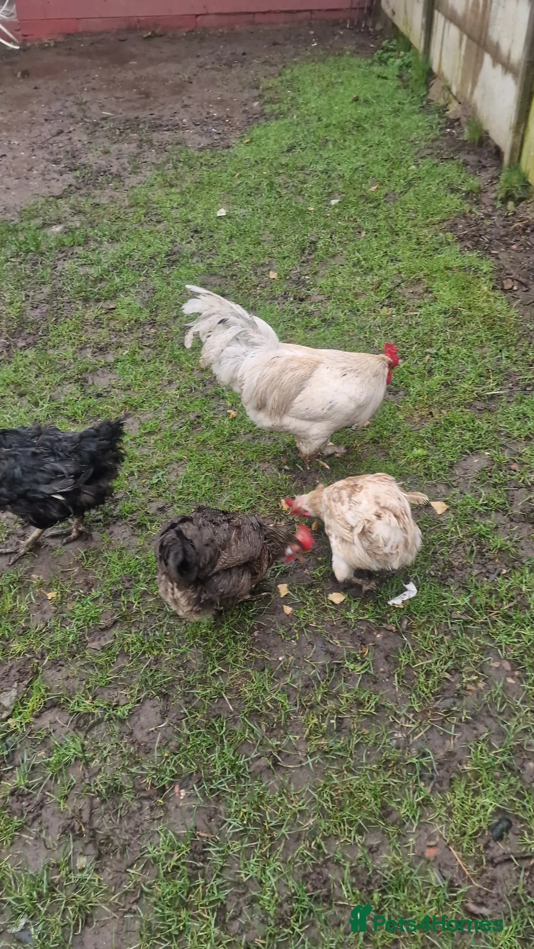 Mixed Breed poultry for sale: Flock of chickens - Advert 5