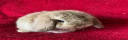 Mini Lop rabbits for sale: Adorable Pure Mini Lop Rabbits  - Advert 7