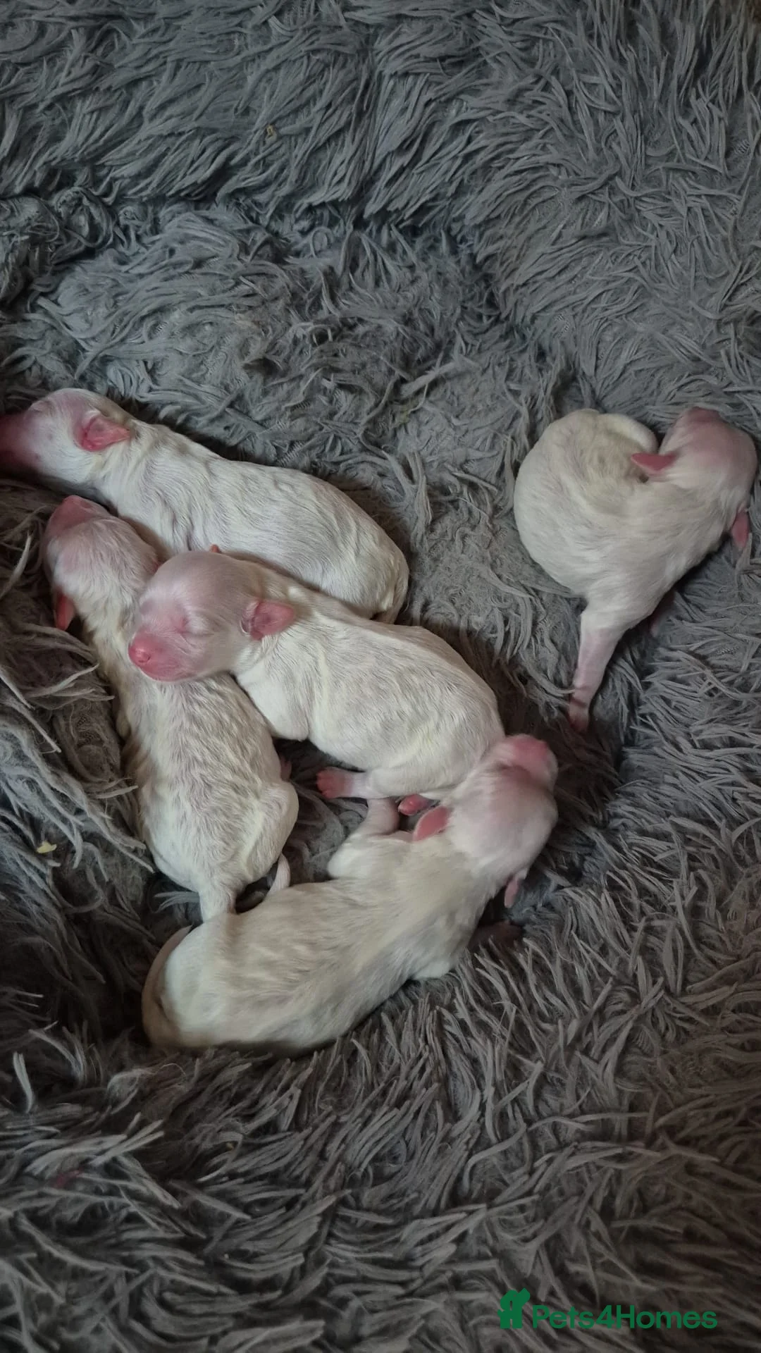 Bichon Frise dogs for sale: I sell puppies Bichon Frise  in Wolverhampton - Advert 7