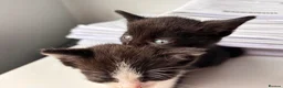 Mixed Breed cats for sale:     Healthy 7 Week Old Kittens (Ready Soon) in London - Advert 5