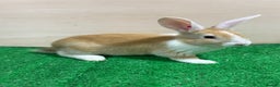 French Lop rabbits for sale: Lop x Californian kits ready. Does and bucks  - Advert 1