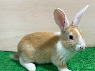 French Lop rabbits Lop x Californian kits ready. Does and bucks - Advert 4