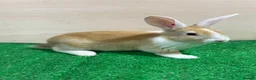French Lop rabbits for sale: Lop x Californian kits ready. Does and bucks  - Advert 1